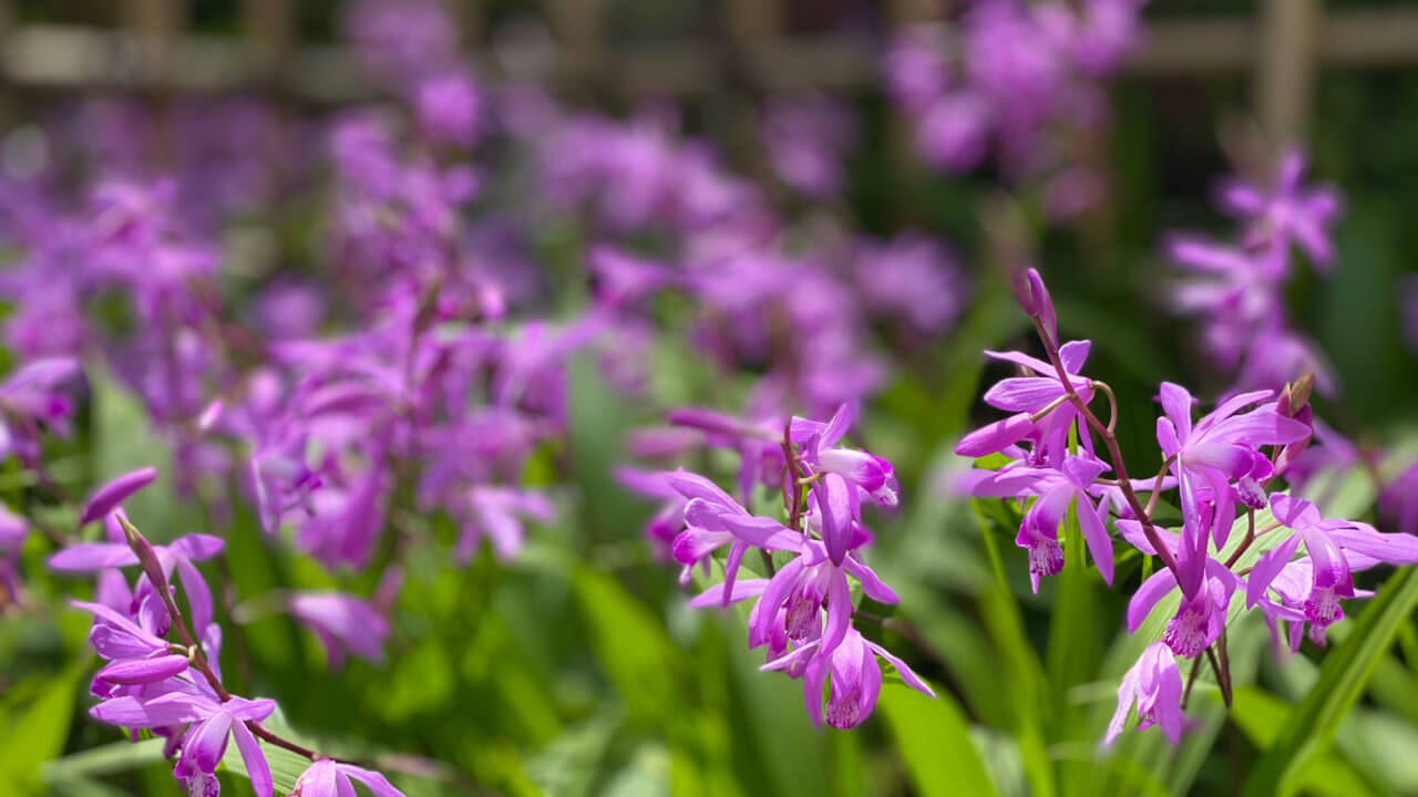茶花 5月 紫蘭